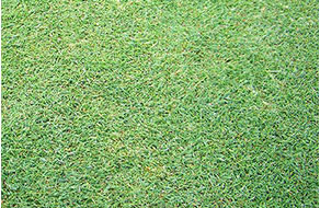 グリーンの種類 ベントグリーン 高麗グリーン バミューダグリーンとは ゴルフ総研